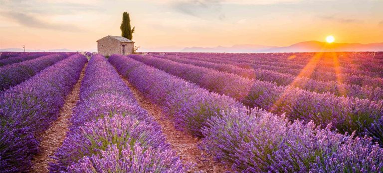 <strong>Un champ de lavande en Provence</strong>
