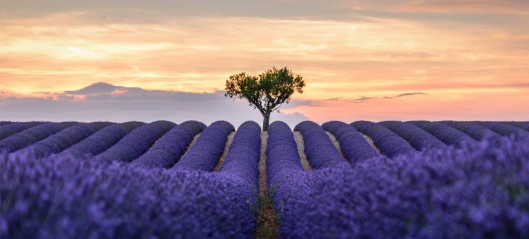 <strong>Un champ de lavande en Provence</strong>