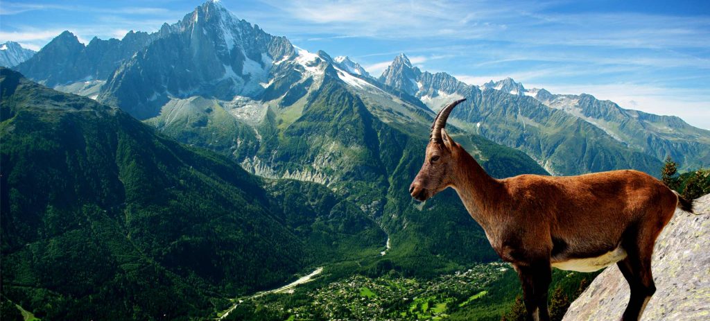 chevre-montagne-rhone-alpes