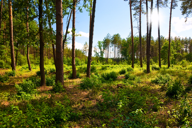 Écotourisme dans les landes