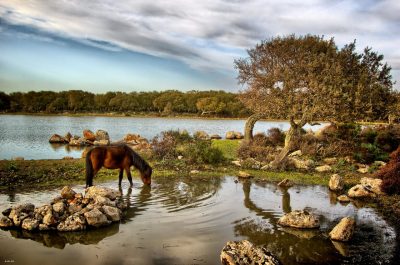 Visite de la réserve de la Giara de Gesturi