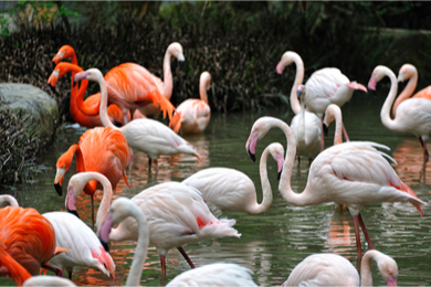 Découverte de l’île des flamants roses