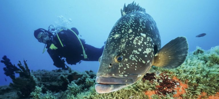 <strong>Plongée et snorkeling en Corse</strong>