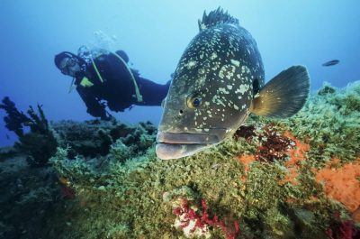 Plongée ou snorkeling aux îles Lavezzi