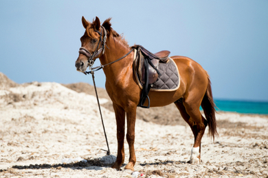 Randonnée à cheval