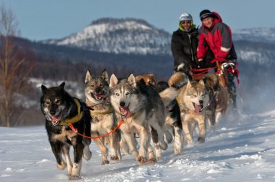 Randonnée avec chiens de traîneau