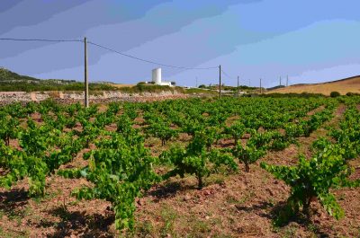 La route des vins