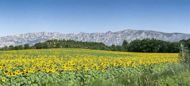 <strong>Champ de tournesols devant Sainte-Victoire</strong>