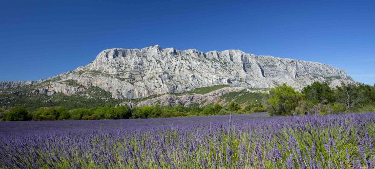 <strong>Un champ de lavande au pied de Sainte-Victoire</strong>