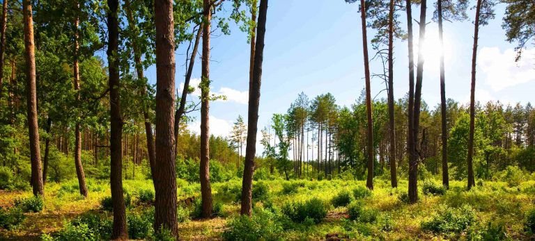 Séminaire au vert / Séminaire éco-responsable / Séminaire nature