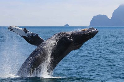 Tenerife : à la rencontre des cétacés