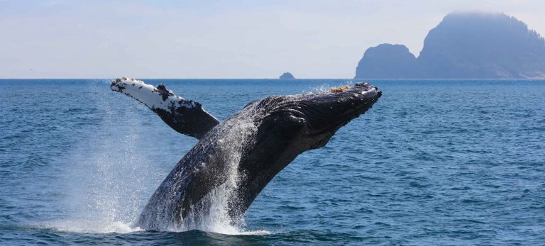 <strong>Observation des baleines et des dauphins en pleine mer</strong>
