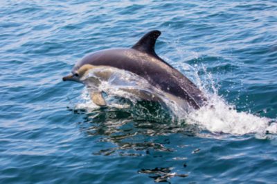 Croisière privatisée à la rencontre des dauphins