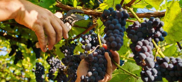 <strong>Les vendanges en Beaujolais</strong>