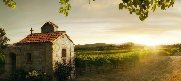 <strong>Les vignes beaujolaises</strong>