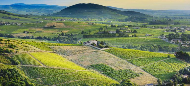 <strong>Des collines vallonnées couvertes de vignes</strong>