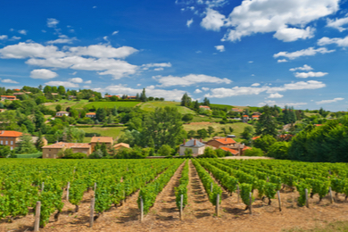 Randonnée dans les vignes