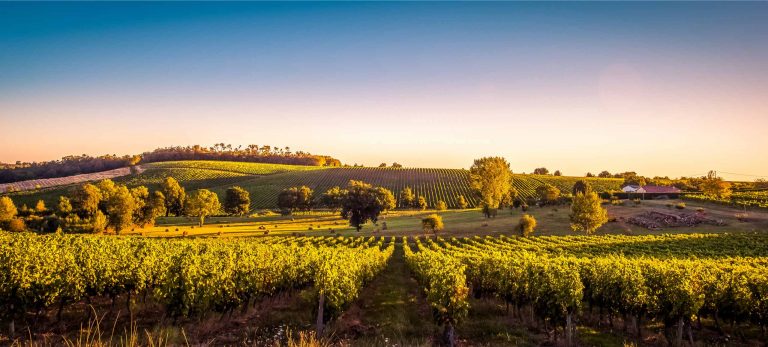 <strong>Le Vignoble de Bordeaux</strong>