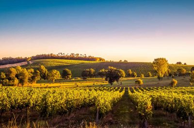 Découverte d’un vignoble