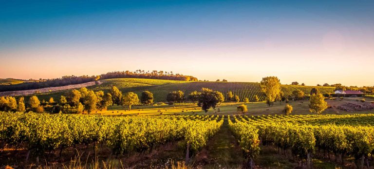 <strong>Les vignes du Sud-Ouest</strong>