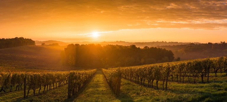 <strong>Le Vignoble de Bordeaux</strong>