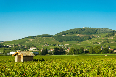 Découverte d'un vignoble