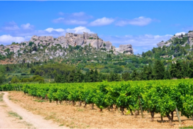 Visite d'un vignoble et cours d’œnologie