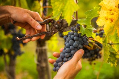 Visite d’un vignoble avec dégustation