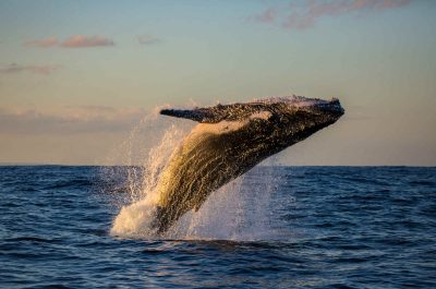 Tenerife : croisière baleines & dauphins