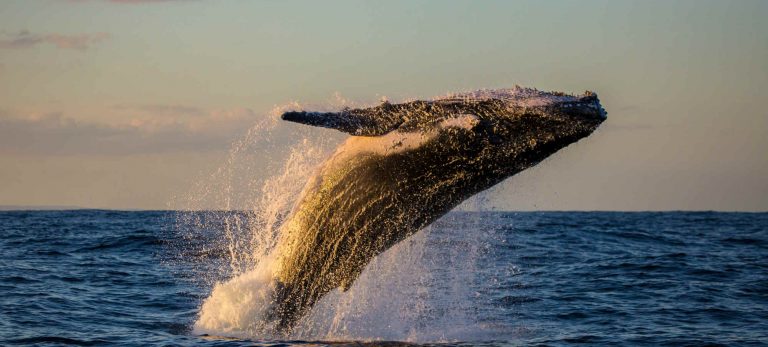 <strong>Observation des baleines et des dauphins</strong>